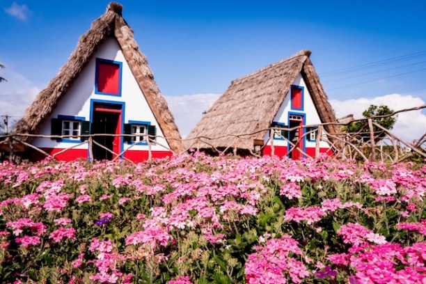 a close up of a flower garden in front of a house