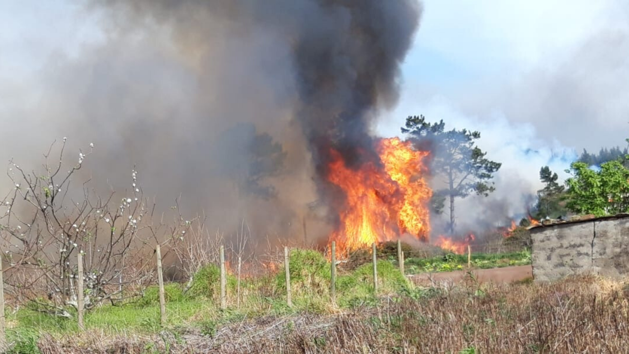 PLANTING-TREES a train on a track with smoke coming out of it