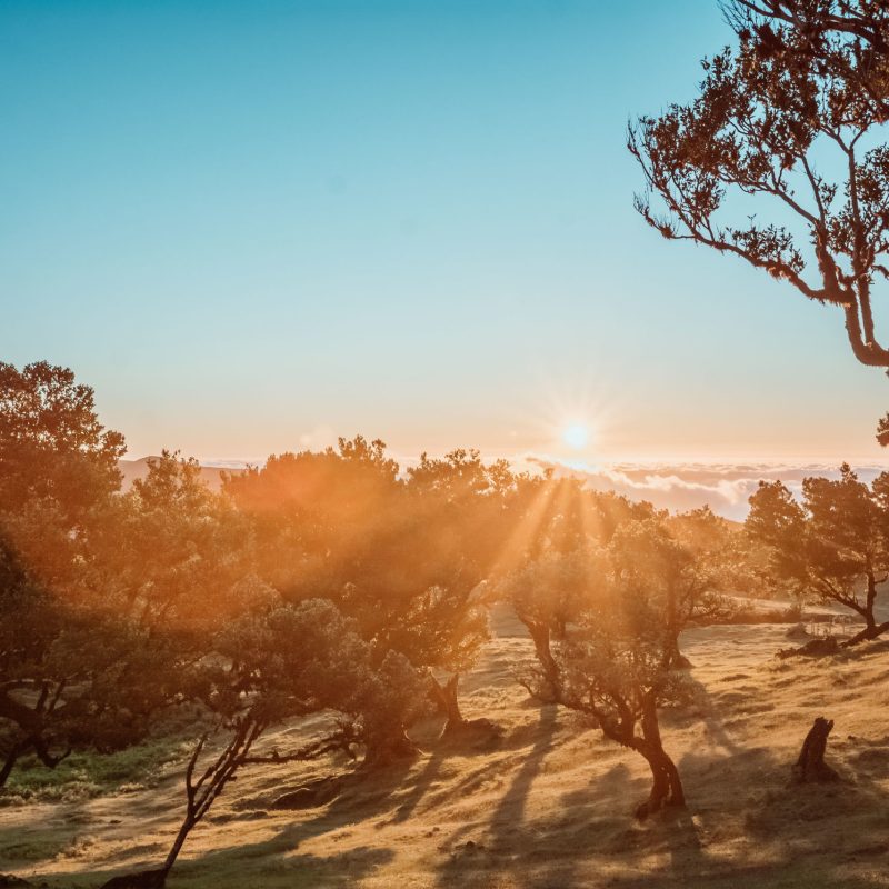 a sunset over a forest